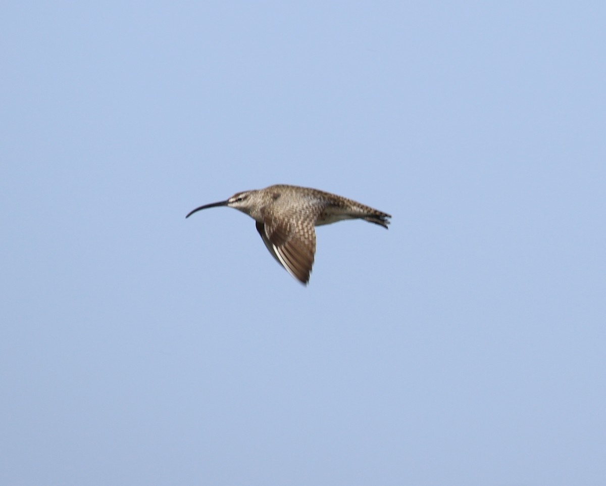 Whimbrel - David Lambeth