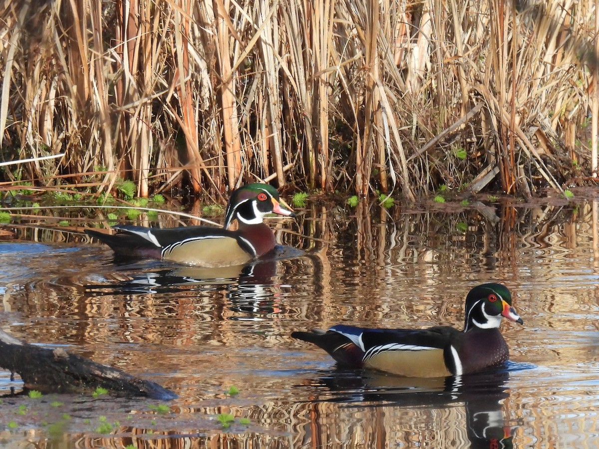 Wood Duck - ML290802491