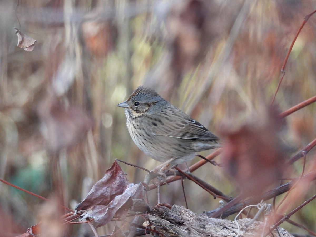 Lincoln's Sparrow - ML290802681