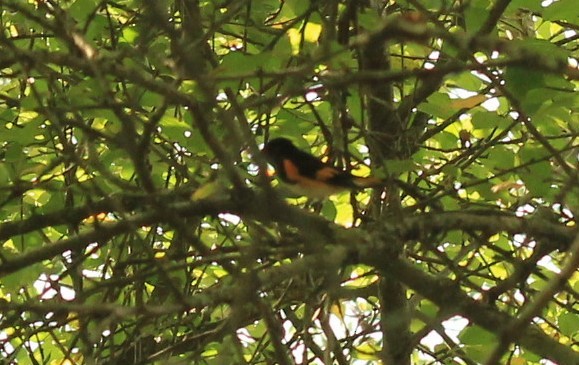 lesňáček lejsčí - ML290807121