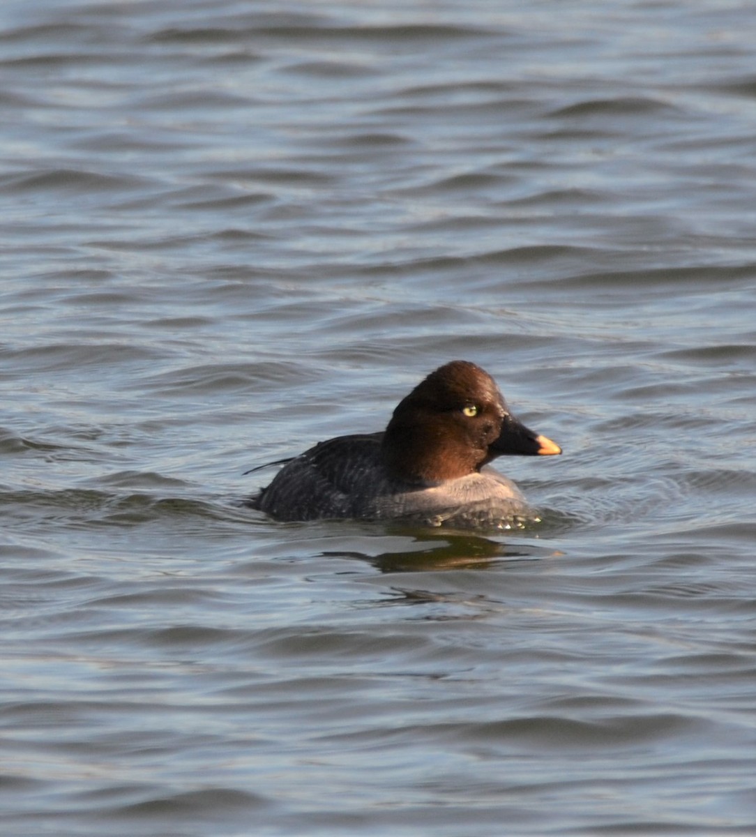 Common Goldeneye - Sandra Brown