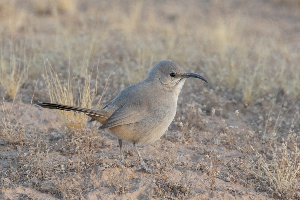 LeConte's Thrasher - Evan Buck