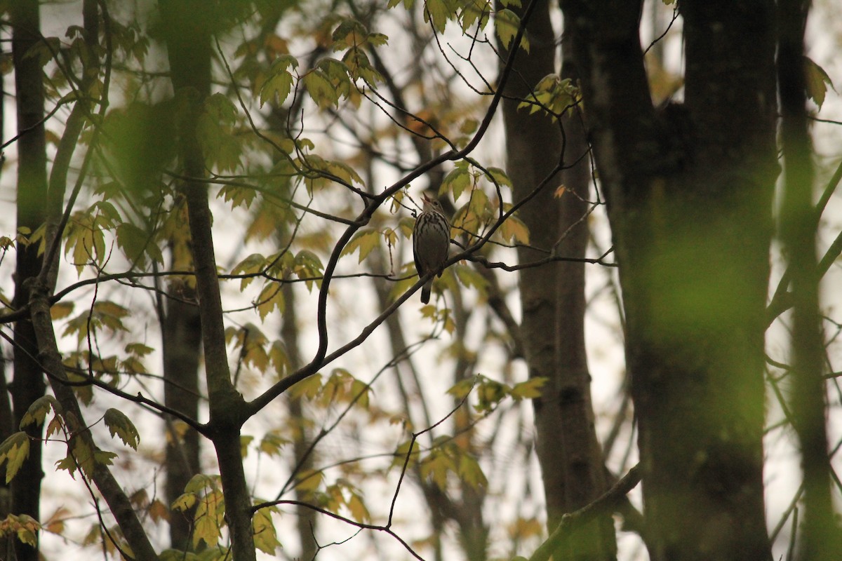 lesňáček zlatohlavý - ML290808631