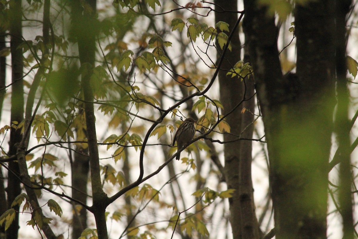 lesňáček zlatohlavý - ML290808661