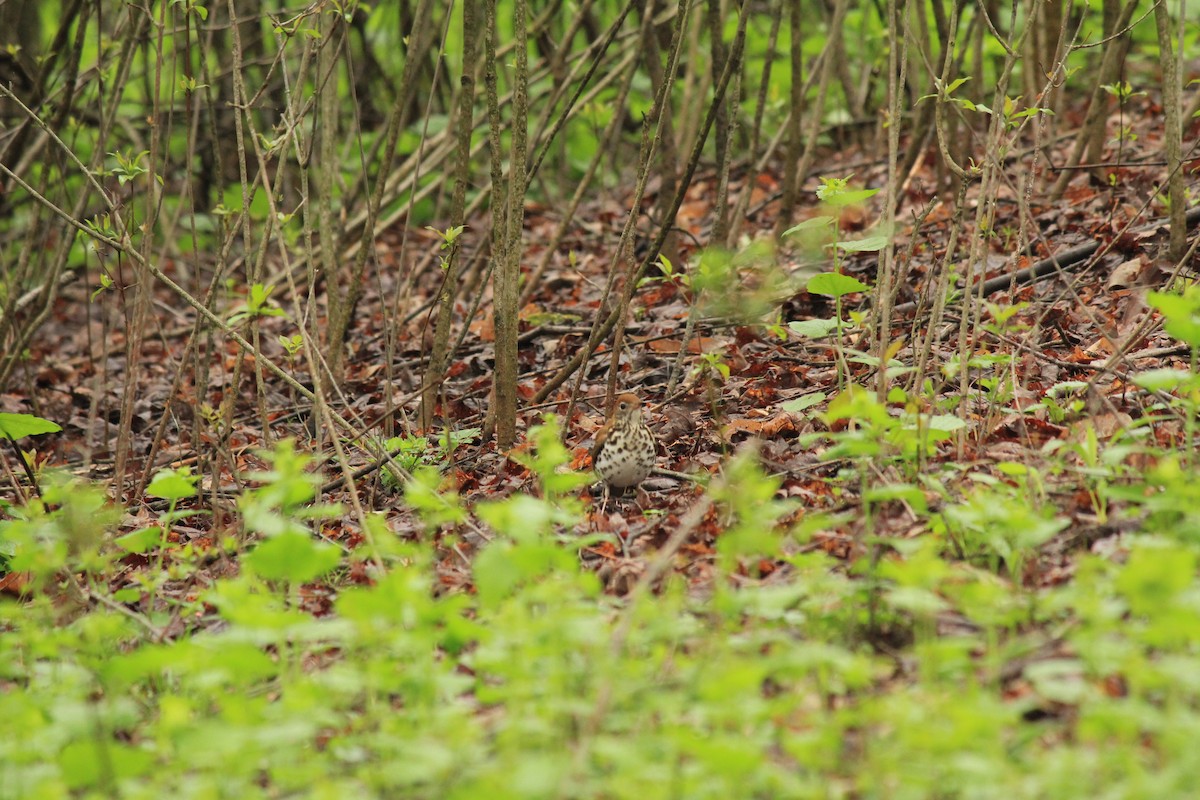 drozd rezavohlavý - ML290809201