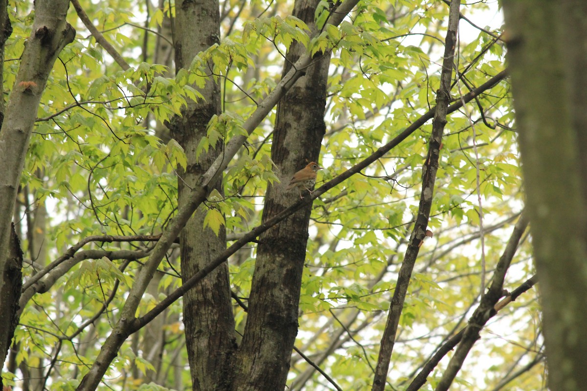 drozd rezavohlavý - ML290809231