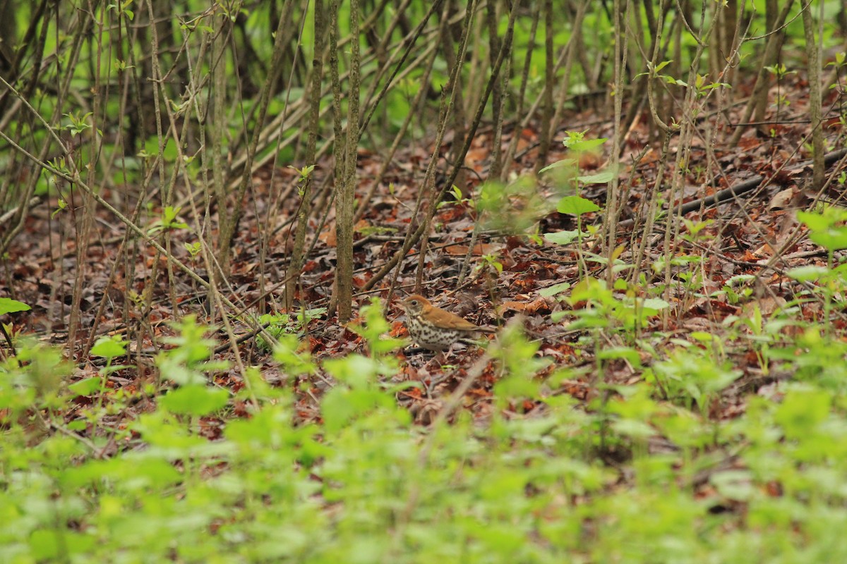 drozd rezavohlavý - ML290809241