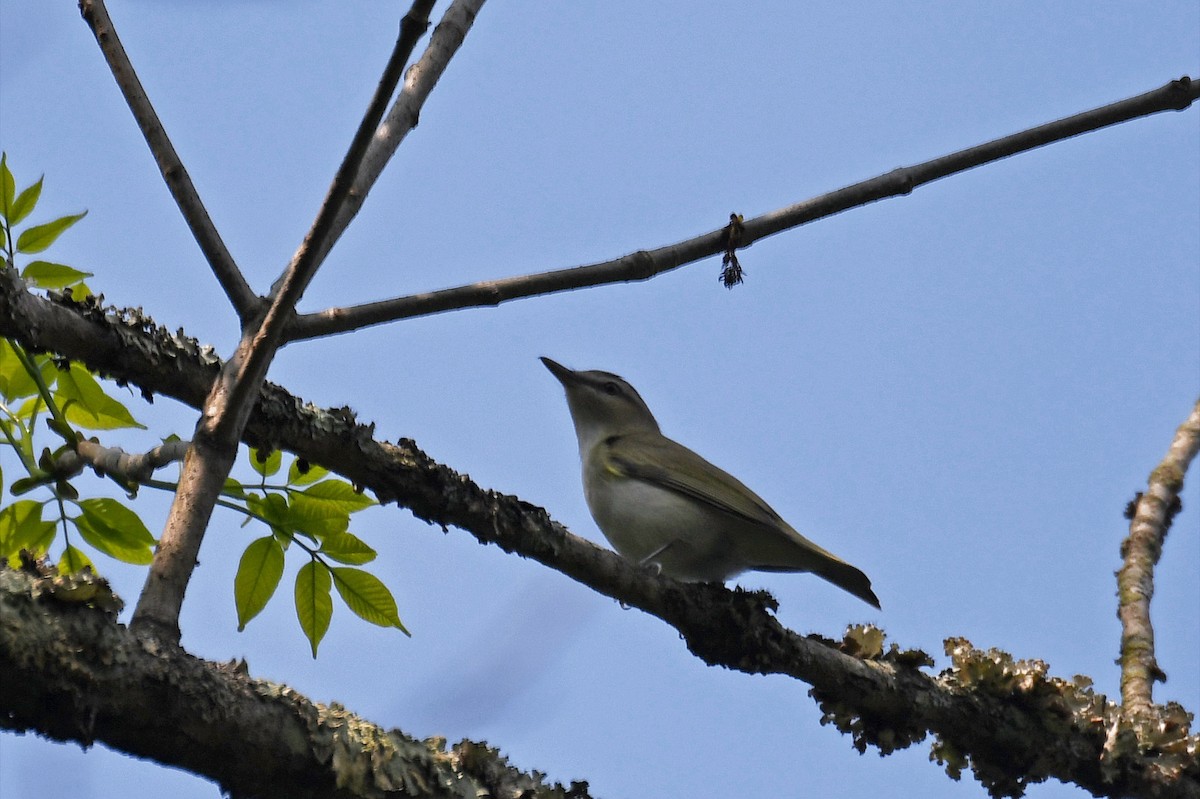 Vireo Ojirrojo - ML290810591