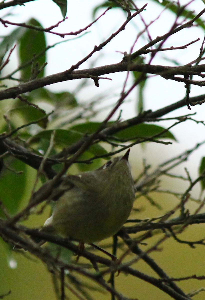 králíček americký - ML290811121