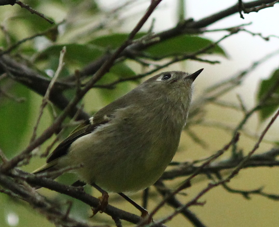 králíček americký - ML290811141