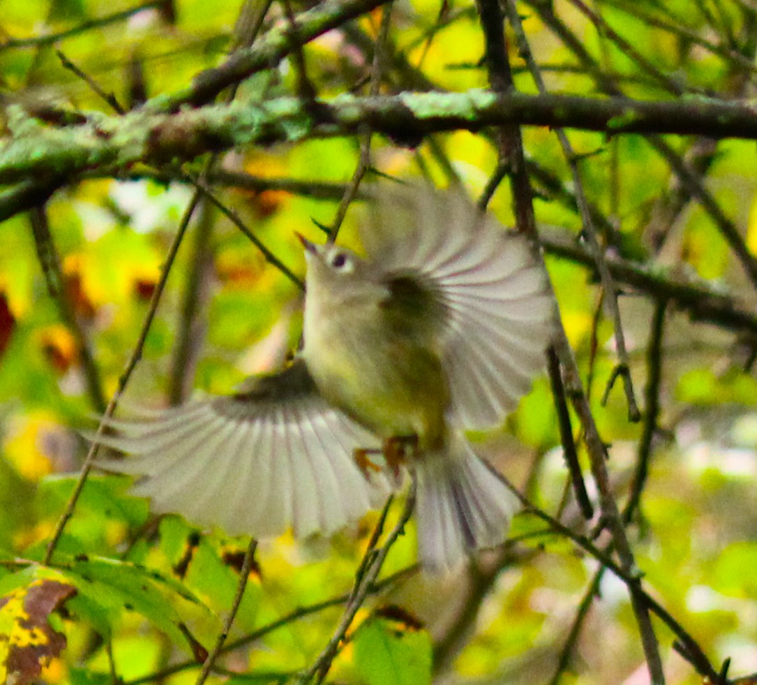 králíček americký - ML290811171