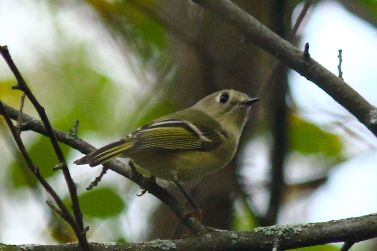 králíček americký - ML290811211