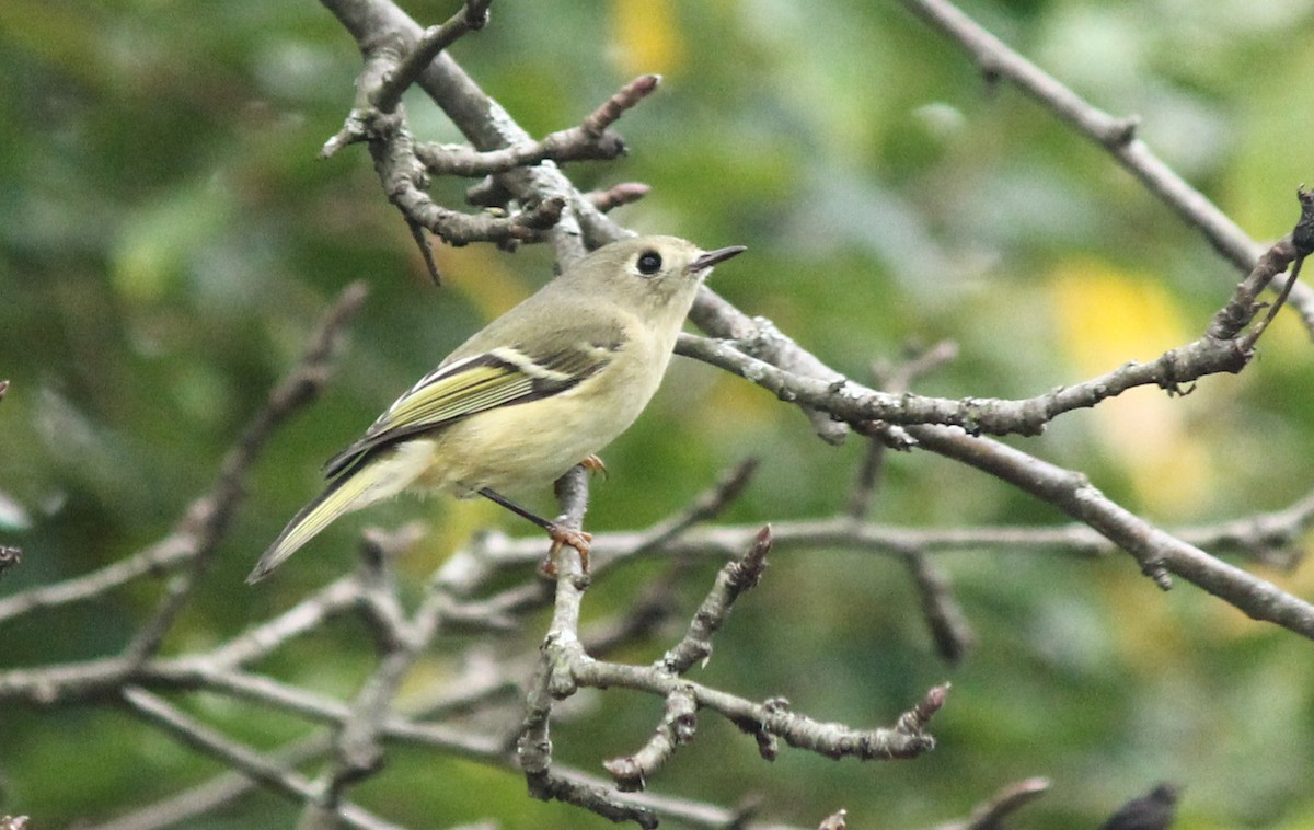 králíček americký - ML290811221