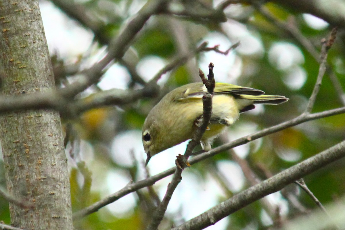 králíček americký - ML290811401