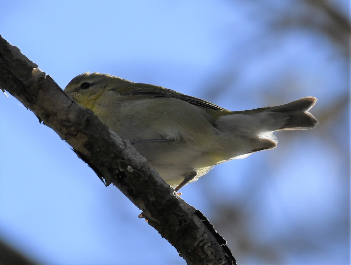 Tennessee Warbler - ML290811461