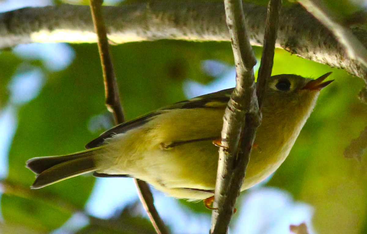 králíček americký - ML290811551