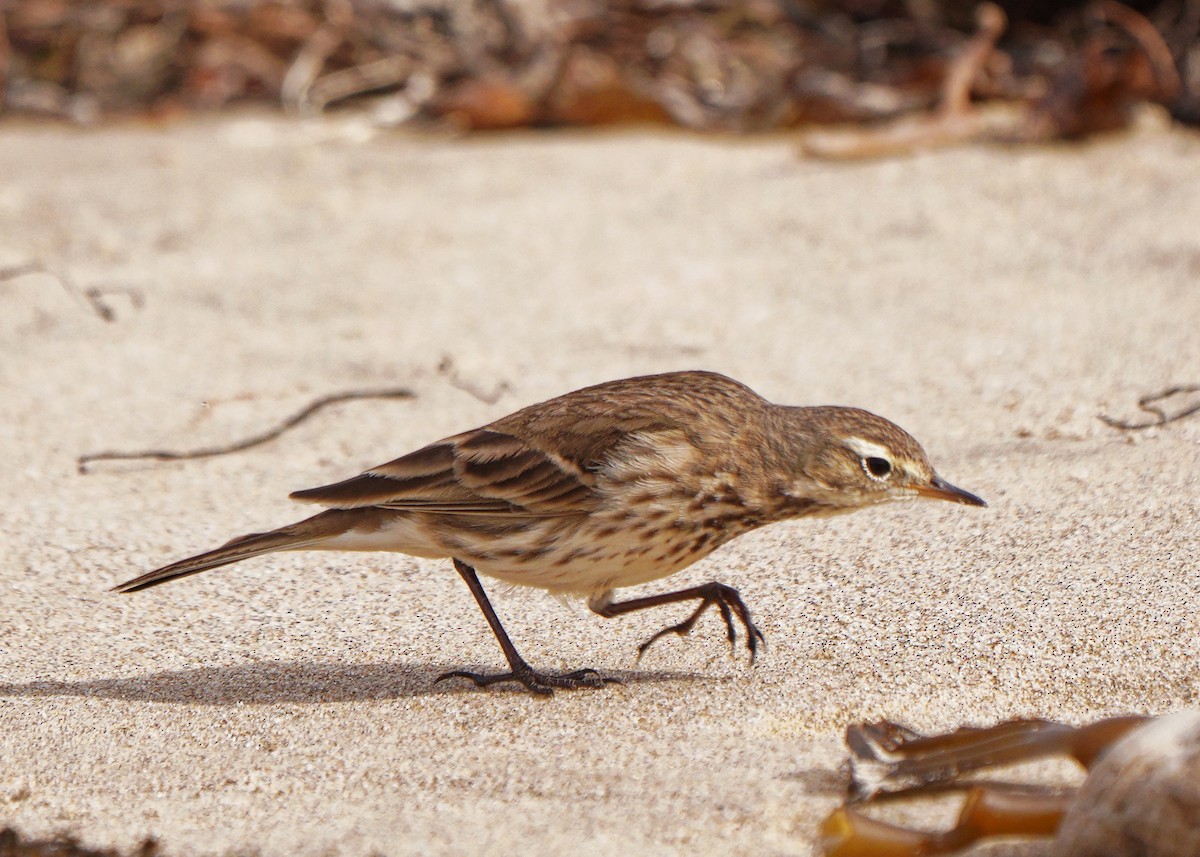 American Pipit - Susanne Meyer