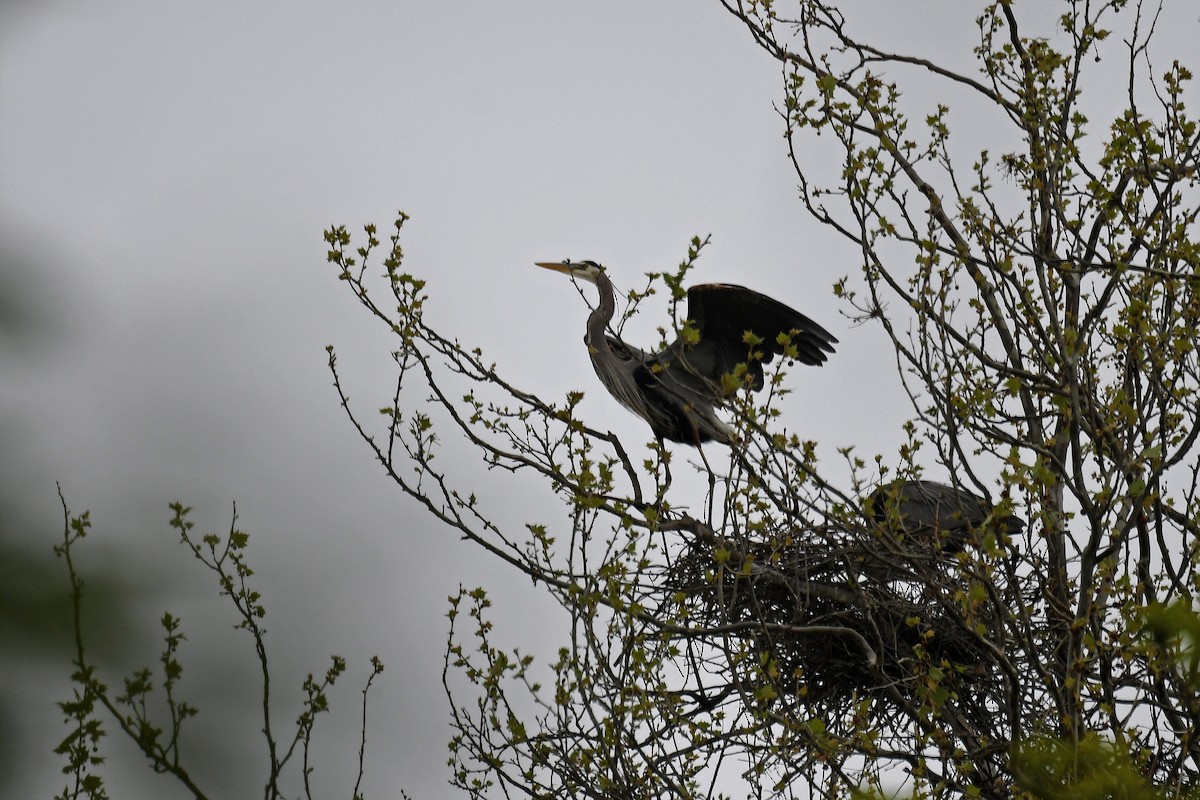 Great Blue Heron (Great Blue) - ML290812821