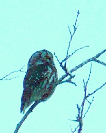 Boreal Owl - ML290814531