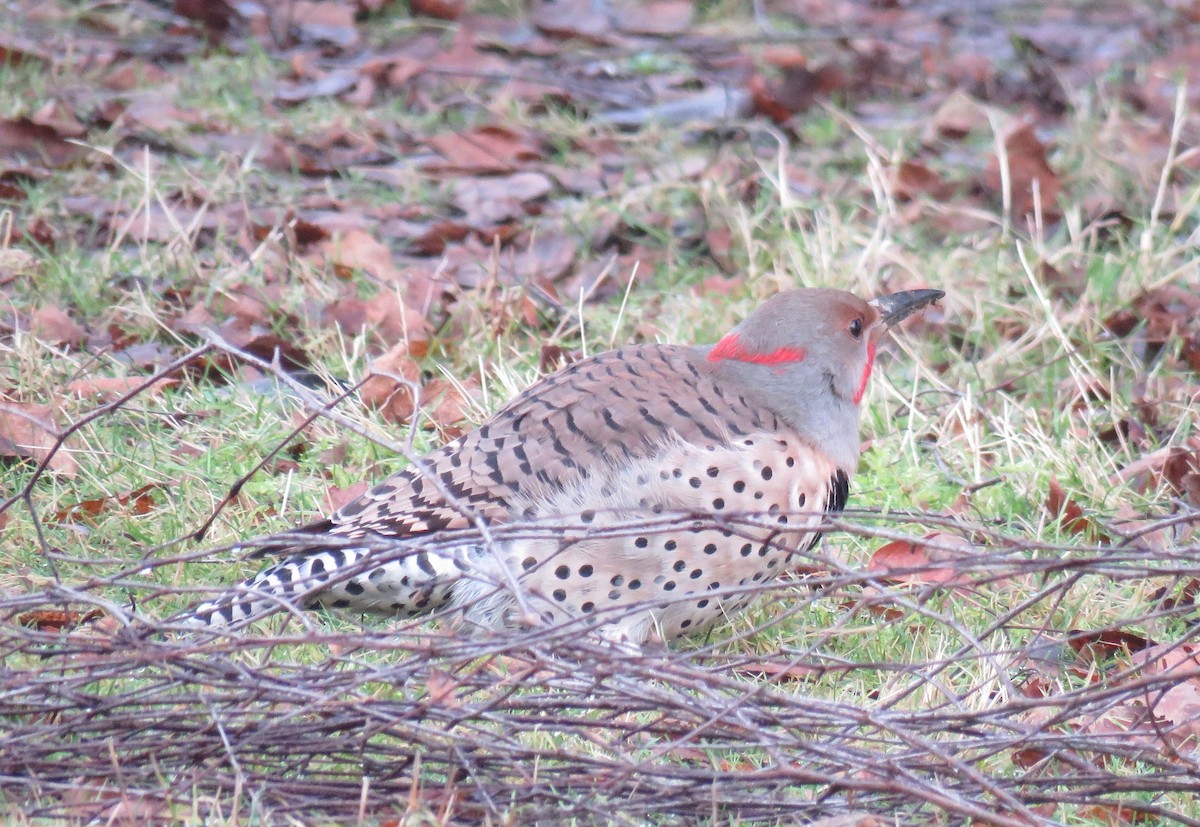 Northern Flicker (Yellow-shafted x Red-shafted) - ML290814861