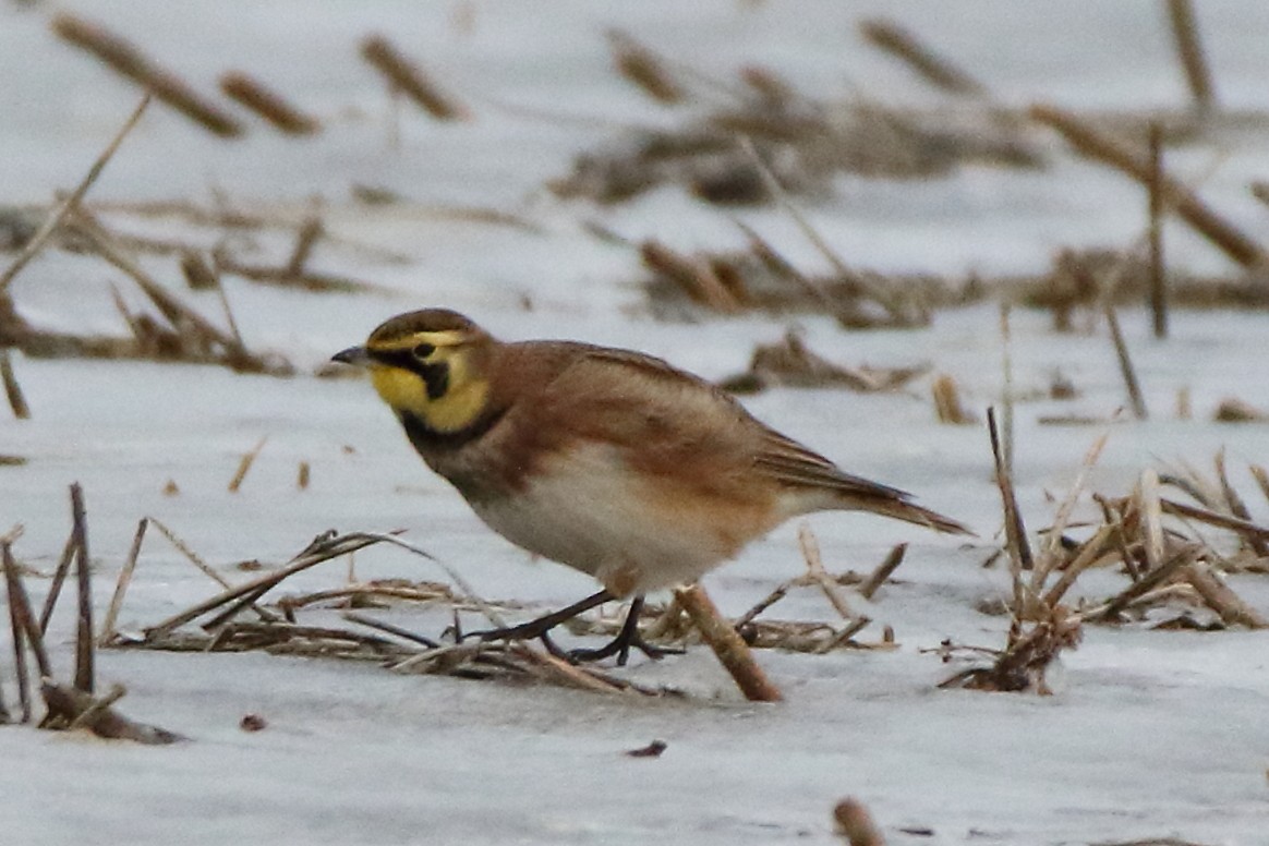 Horned Lark - ML290815201