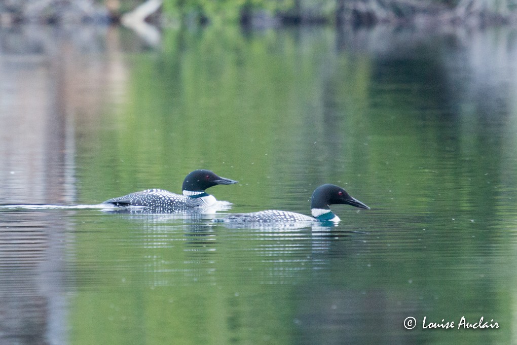 Common Loon - ML29081541