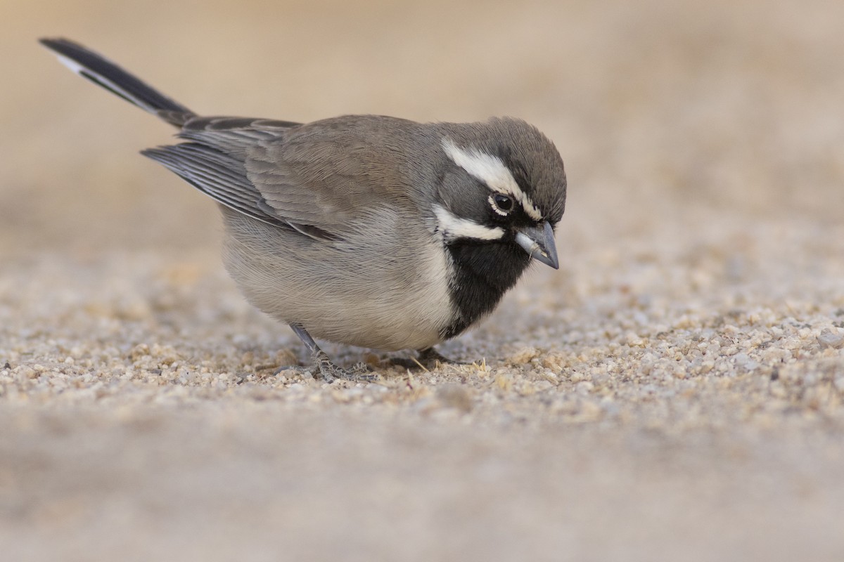 Black-throated Sparrow - Jonathan Eckerson