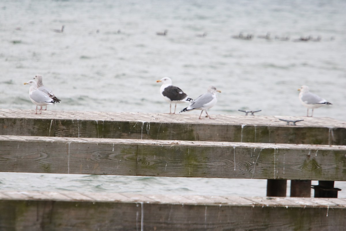 Great Black-backed Gull - Phil Mills