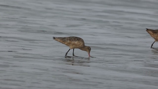 Marbled Godwit - ML290816441