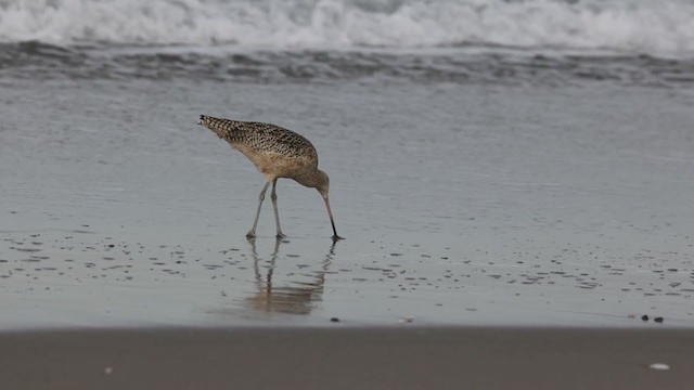 Long-billed Curlew - ML290817011