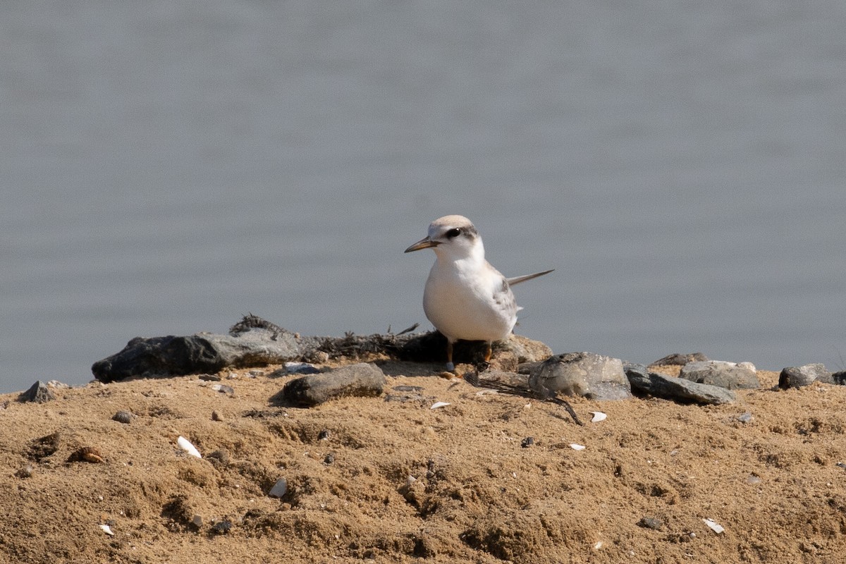 Least Tern - ML290817741