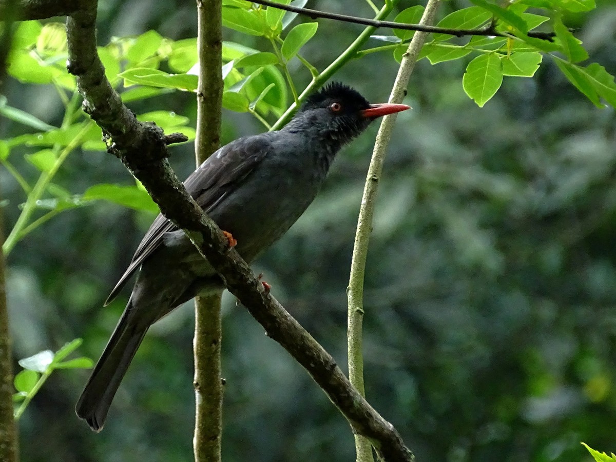 Square-tailed Bulbul - ML290817961