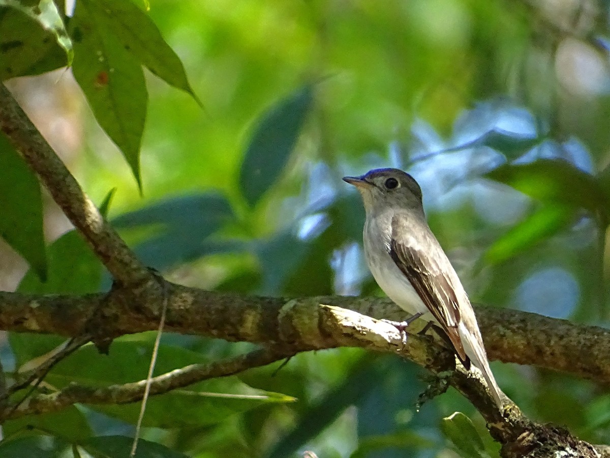 Asian Brown Flycatcher - ML290817991