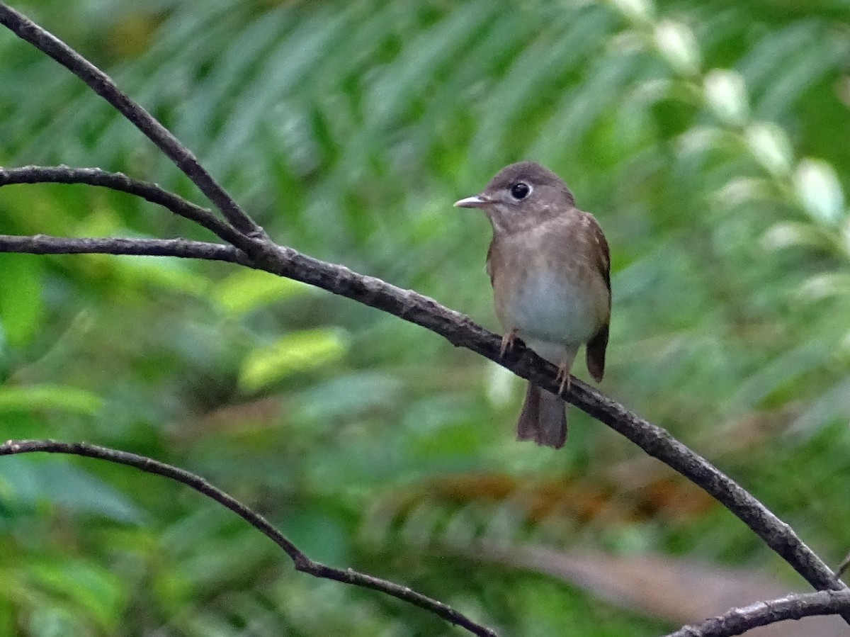 Brown-breasted Flycatcher - Sri Srikumar