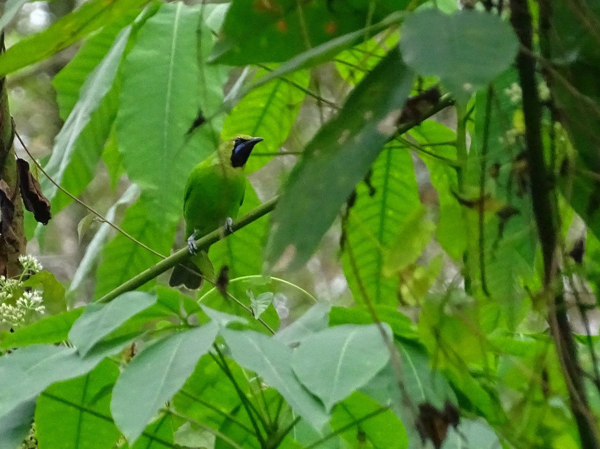 Jerdon's Leafbird - ML290818111