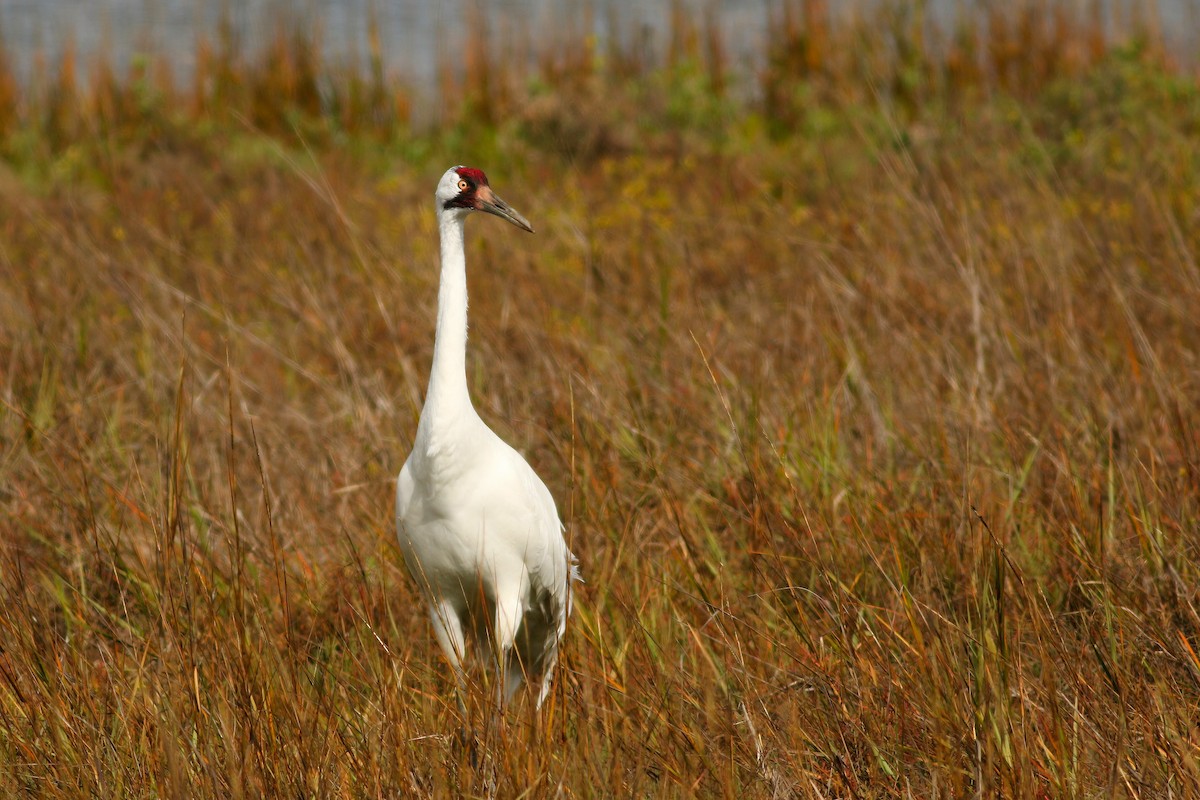 Whooping Crane - ML290818141