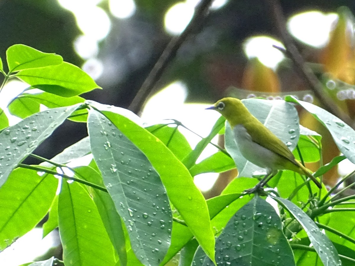 Indian White-eye - Sri Srikumar