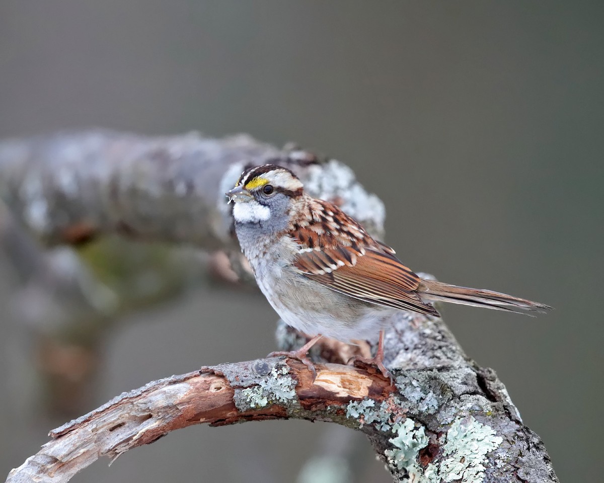 White-throated Sparrow - ML290818381