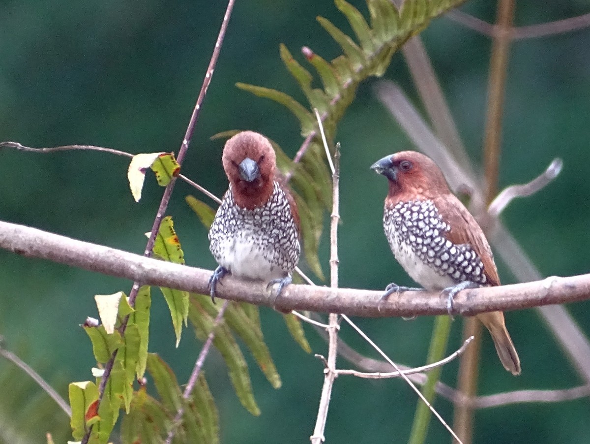 Scaly-breasted Munia - Sri Srikumar