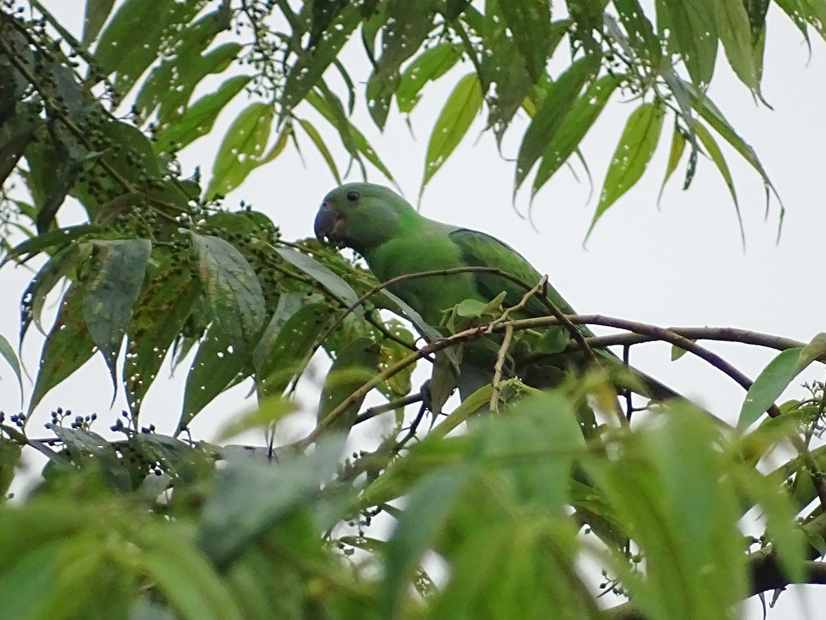 セイロンミドリワカケインコ - ML290818511