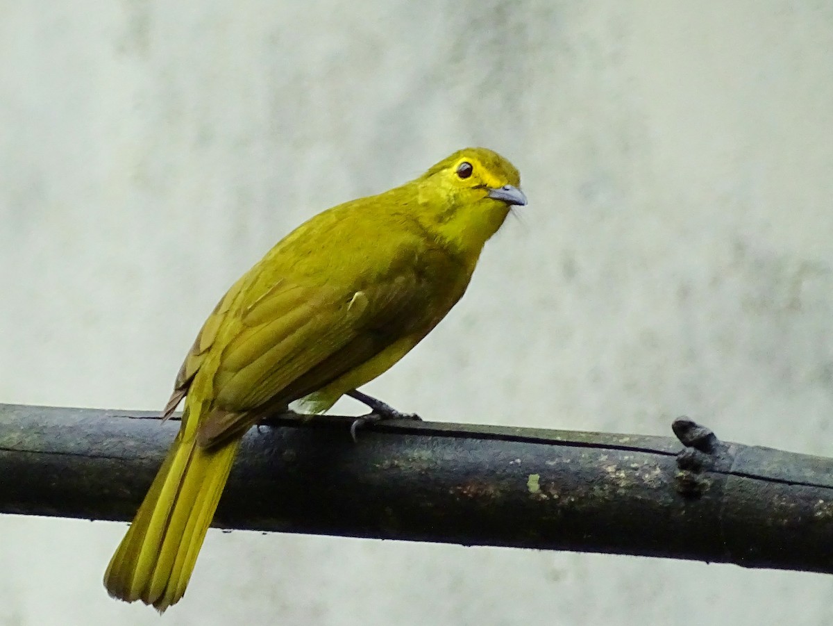 Yellow-browed Bulbul - ML290818871