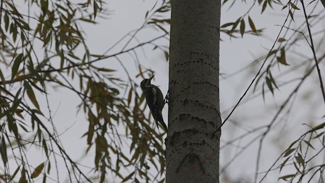 Yellow-bellied Sapsucker - ML290819571