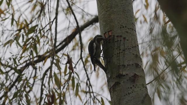 Yellow-bellied Sapsucker - ML290819711