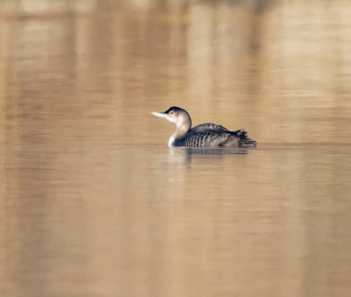 Yellow-billed Loon - Russell Thorstrom