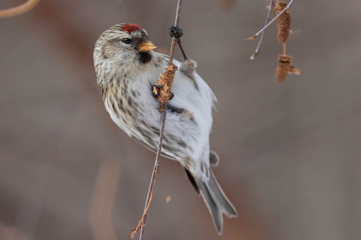 Redpoll (flammea) - Max McCarthy