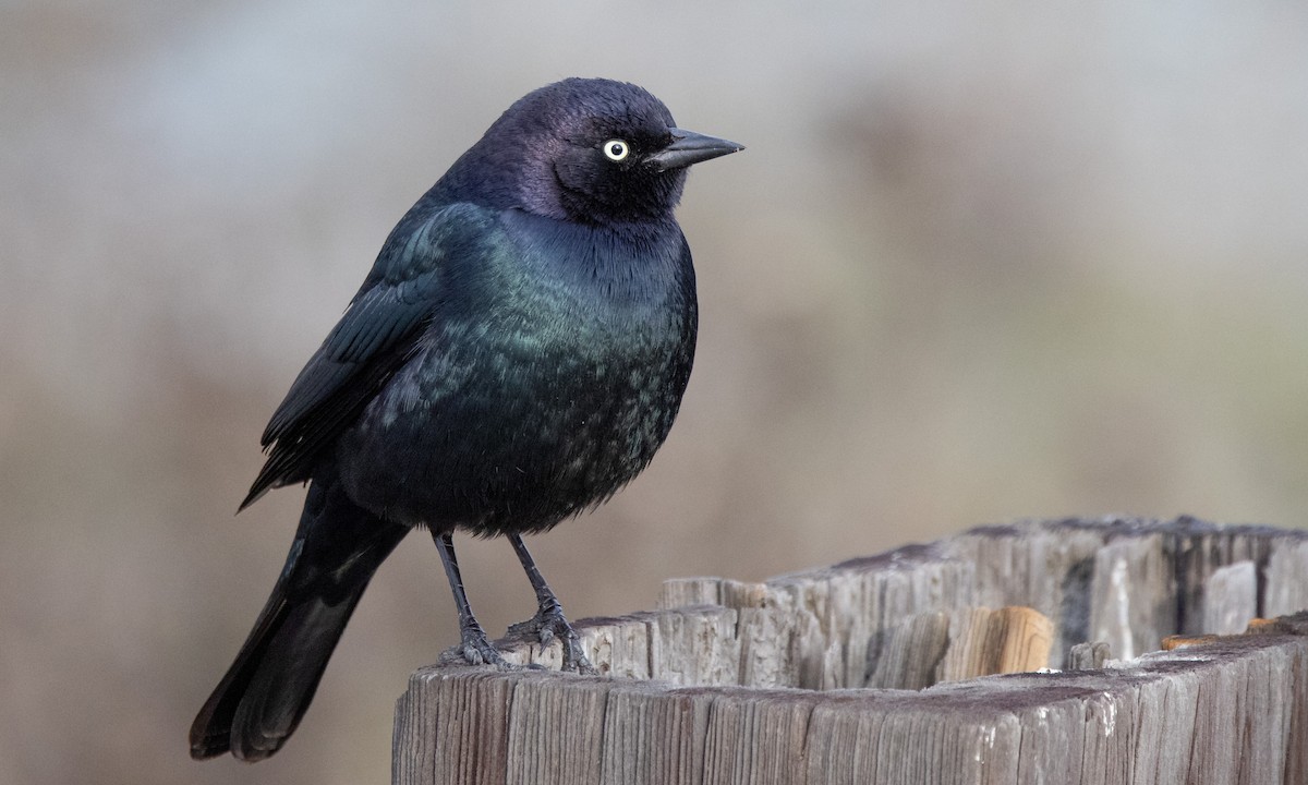 Brewer's Blackbird - ML290823951