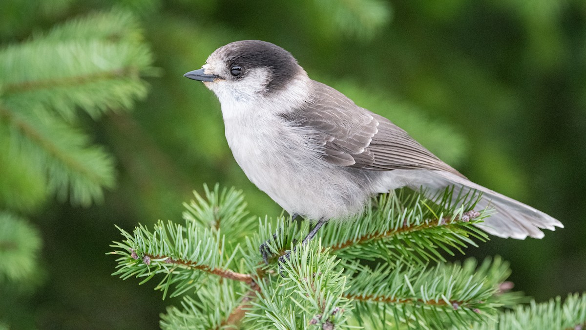 Mésangeai du Canada - ML290826271