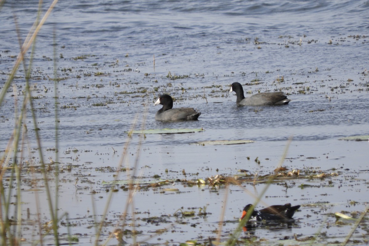 amerikasothøne (Red-shielded) - ML290831651