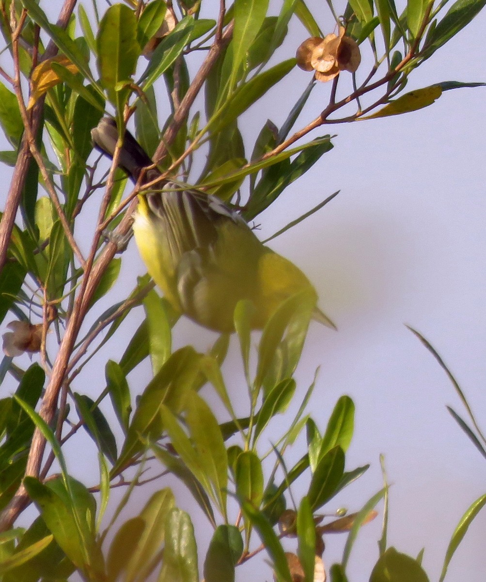 White-tailed Iora - ML290832041