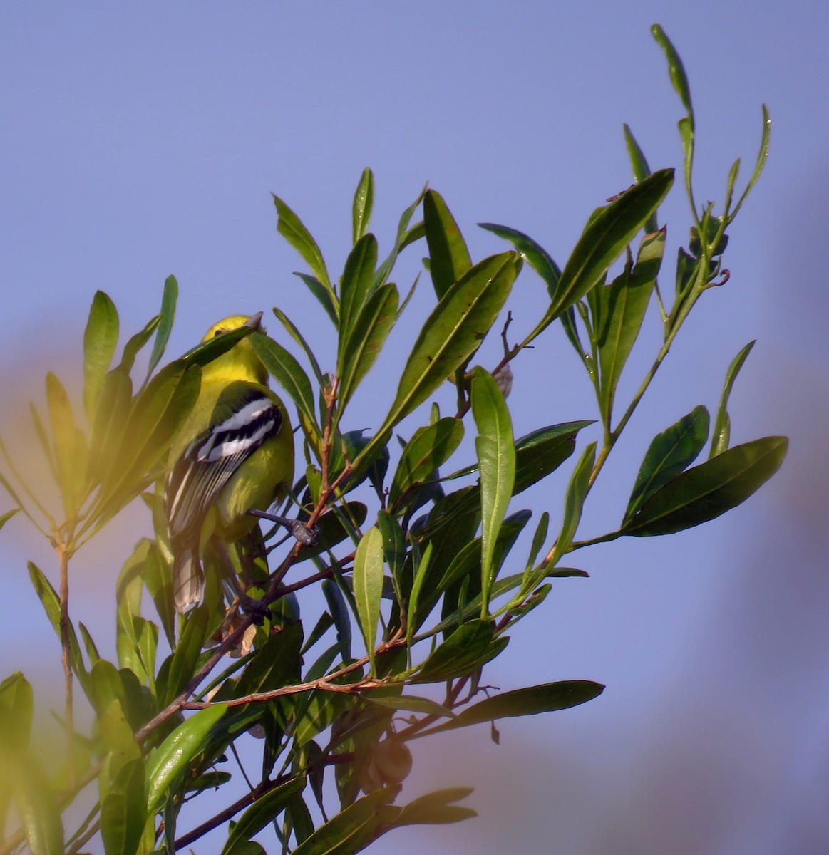 White-tailed Iora - ML290832071